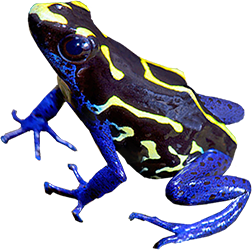 Bakhuis Dart Frog